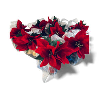 Thumbnail for Red poinsettias in a decorative paper cone on a white background
